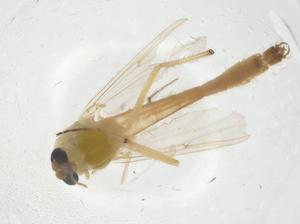 (Dicrotendipes pseudoconjunctus - CBG-A14622-G09)  @11 [ ] CreativeCommons - Attribution Share - Alike (2023) Centre for Biodiversity Genomics Centre for Biodiversity Genomics