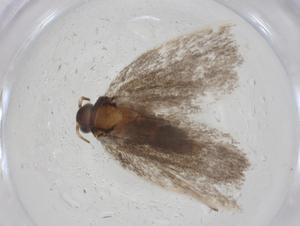  ( - CBG-A14660-F02)  @11 [ ] CreativeCommons - Attribution Share - Alike (2023) Centre for Biodiversity Genomics Centre for Biodiversity Genomics