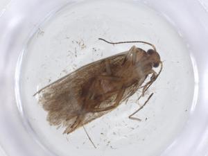  ( - CBG-A14666-D08)  @11 [ ] CreativeCommons - Attribution Share - Alike (2023) Centre for Biodiversity Genomics Centre for Biodiversity Genomics