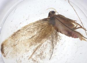  ( - CBG-A14691-D01)  @11 [ ] CreativeCommons - Attribution Share - Alike (2023) Centre for Biodiversity Genomics Centre for Biodiversity Genomics