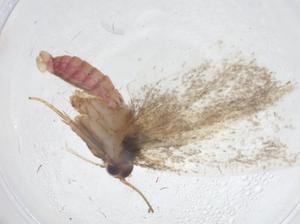  ( - CBG-A14696-B12)  @11 [ ] CreativeCommons - Attribution Share - Alike (2023) Centre for Biodiversity Genomics Centre for Biodiversity Genomics