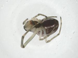  ( - CBG-A14900-A02)  @11 [ ] CreativeCommons - Attribution Share - Alike (2023) Centre for Biodiversity Genomics Centre for Biodiversity Genomics