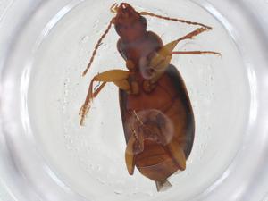  (Trechimorphus - CBG-A14953-F02)  @11 [ ] CreativeCommons - Attribution Share - Alike (2023) Centre for Biodiversity Genomics Centre for Biodiversity Genomics