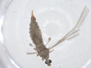  ( - CBG-A15798-G09)  @11 [ ] CreativeCommons - Attribution Share - Alike (2023) Centre for Biodiversity Genomics Centre for Biodiversity Genomics
