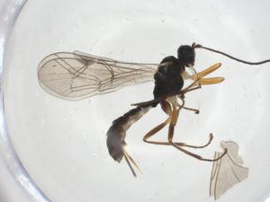  (Acrodactyla sp. Oz384 - CBG-A15832-D03)  @11 [ ] CreativeCommons - Attribution Share - Alike (2023) Centre for Biodiversity Genomics Centre for Biodiversity Genomics