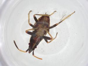  (Myocara - CBG-A15878-F03)  @11 [ ] CreativeCommons - Attribution Share - Alike (2023) Centre for Biodiversity Genomics Centre for Biodiversity Genomics
