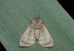  ( - IP_A251)  @11 [ ] by-nc-sa (2020) Ivica Pakrac Varazdin City Museum