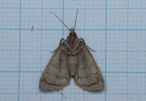  ( - IP_A251)  @11 [ ] by-nc-sa (2020) Ivica Pakrac Varazdin City Museum