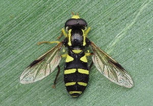  ( - IP_A187)  @11 [ ] by-nc-sa (2020) Ivica Pakrac Varazdin City Museum