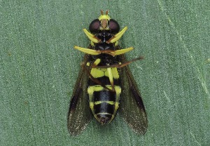  ( - IP_A187)  @11 [ ] by-nc-sa (2020) Ivica Pakrac Varazdin City Museum