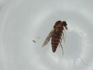  ( - BIOUG65919-G07)  @11 [ ] CreativeCommons - Attribution (2021) Centre for Biodiversity Genomics Centre for Biodiversity Genomics