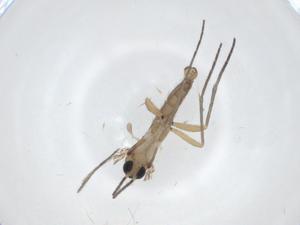  (Austrosciara xijingensis - CBG-A25742-F11)  @11 [ ] CreativeCommons - Attribution Share - Alike (2024) Centre for Biodiversity Genomics Centre for Biodiversity Genomics