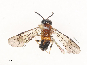  (Beldonea - CBG-A51021-F06)  @11 [ ] CreativeCommons - Attribution Share - Alike (2024) CBG Photography Group Centre for Biodiversity Genomics