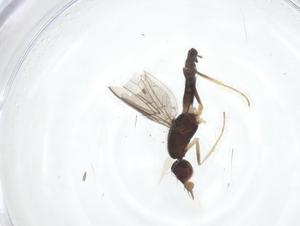  (Strongylophthalmyia punctata group - CBG-A51081-E01)  @11 [ ] CreativeCommons - Attribution Share - Alike (2024) Centre for Biodiversity Genomics Centre for Biodiversity Genomics