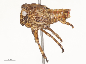  (Pisachini - CBG-A51930-G10)  @11 [ ] CreativeCommons - Attribution Share - Alike (2024) CBG Photography Group Centre for Biodiversity Genomics