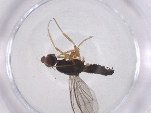  (Strongylophthalmyia crinita group - CBG-A53037-C09)  @11 [ ] CreativeCommons - Attribution Share - Alike (2024) Centre for Biodiversity Genomics Centre for Biodiversity Genomics