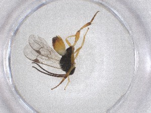  (Cotesia erionotae - CBG-A53287-E06)  @11 [ ] CreativeCommons - Attribution Share - Alike (2024) Centre for Biodiversity Genomics Centre for Biodiversity Genomics