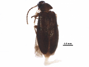 ( - BIOUG25030-F04)  @14 [ ] CreativeCommons - Attribution (2018) CBG Photography Group Centre for Biodiversity Genomics