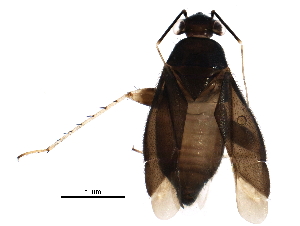  ( - BIOUG25301-H07)  @12 [ ] CreativeCommons - Attribution (2016) CBG Photography Group Centre for Biodiversity Genomics