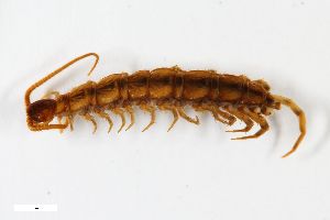  ( - ZFMK-TIS-1307)  @11 [ ] CreativeCommons  Attribution Share-Alike (by-sa) 884 (2013) Unspecified Zoologisches Forschungsmuseum Alexander Koenig