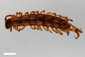  ( - ZFMK-TIS-15463)  @11 [ ] CreativeCommons  Attribution Share-Alike (by-sa) 870 (2013) Unspecified Zoologisches Forschungsmuseum Alexander Koenig