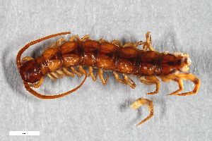  ( - ZFMK-TIS-15824)  @11 [ ] CreativeCommons  Attribution Share-Alike (by-sa) 912 (2014) Unspecified Zoologisches Forschungsmuseum Alexander Koenig