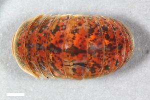  ( - ZFMK-TIS-1857)  @11 [ ] CreativeCommons  Attribution Share-Alike (by-sa) 1085 (2014) Unspecified Zoologisches Forschungsmuseum Alexander Koenig