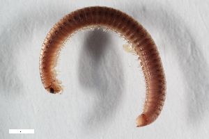  ( - ZFMK-TIS-1951)  @11 [ ] CreativeCommons  Attribution Share-Alike (by-sa) 1063 (2014) Unspecified Zoologisches Forschungsmuseum Alexander Koenig