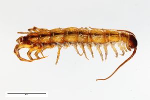  ( - ZFMK-TIS-19565)  @11 [ ] CreativeCommons  Attribution Share-Alike (by-sa) 145 (2013) Unspecified Zoologisches Forschungsmuseum Alexander Koenig