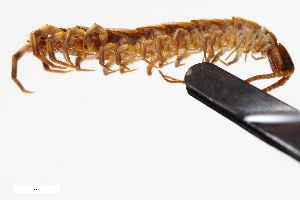  ( - ZFMK-TIS-19575)  @11 [ ] CreativeCommons  Attribution Share-Alike (by-sa) 150 (2013) Unspecified Zoologisches Forschungsmuseum Alexander Koenig