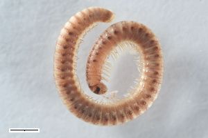  ( - ZFMK-TIS-2503698)  @11 [ ] CreativeCommons  Attribution Share-Alike (by-sa) 646 (2014) Unspecified Zoologisches Forschungsmuseum Alexander Koenig