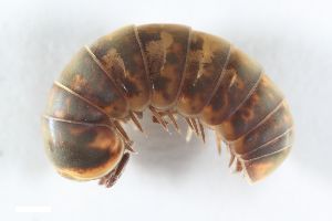  ( - ZFMK-TIS-2517300)  @11 [ ] CreativeCommons  Attribution Share-Alike (by-sa) 853 (2014) Unspecified Zoologisches Forschungsmuseum Alexander Koenig