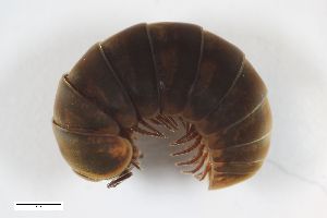  ( - ZFMK-TIS-2517301)  @11 [ ] CreativeCommons  Attribution Share-Alike (by-sa) 854 (2014) Unspecified Zoologisches Forschungsmuseum Alexander Koenig