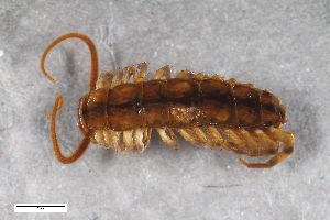  ( - ZFMK-TIS-2518691)  @11 [ ] CreativeCommons  Attribution Share-Alike (by-sa) 902 (2017) Unspecified Zoologisches Forschungsmuseum Alexander Koenig