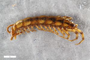  ( - ZFMK-TIS-2518700)  @11 [ ] CreativeCommons  Attribution Share-Alike (by-sa) 910 (2017) Unspecified Zoologisches Forschungsmuseum Alexander Koenig