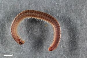  ( - ZFMK-TIS-2542481)  @11 [ ] CreativeCommons  Attribution Share-Alike (by-sa) 1190 (2014) Unspecified Zoologisches Forschungsmuseum Alexander Koenig