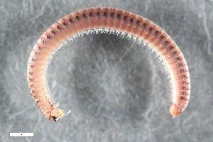  ( - ZFMK-TIS-2548778)  @11 [ ] CreativeCommons  Attribution Share-Alike (by-sa) 1377 (2015) Unspecified Zoologisches Forschungsmuseum Alexander Koenig