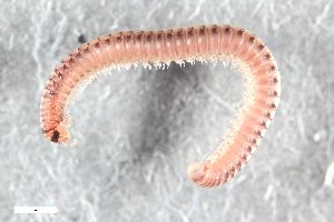  ( - ZFMK-TIS-2553413)  @11 [ ] CreativeCommons  Attribution Share-Alike (by-sa) 1413 (2015) Unspecified Zoologisches Forschungsmuseum Alexander Koenig