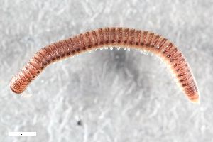  ( - ZFMK-TIS-2553414)  @11 [ ] CreativeCommons  Attribution Share-Alike (by-sa) 1414 (2015) Unspecified Zoologisches Forschungsmuseum Alexander Koenig