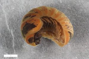  (Glomeris klugii - ZFMK-TIS-2563951)  @11 [ ] CreativeCommons  Attribution Share-Alike (by-sa) 1541 (2016) Unspecified Zoologisches Forschungsmuseum Alexander Koenig