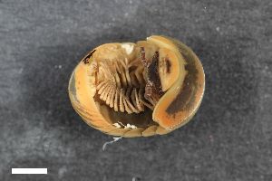  ( - ZFMK-TIS-2563967)  @11 [ ] CreativeCommons  Attribution Share-Alike (by-sa) 1546 (2016) Unspecified Zoologisches Forschungsmuseum Alexander Koenig