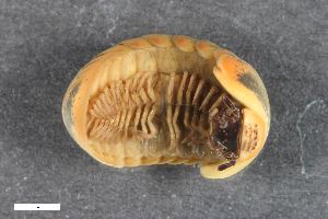  ( - ZFMK-TIS-2563968)  @11 [ ] CreativeCommons  Attribution Share-Alike (by-sa) 1547 (2016) Unspecified Zoologisches Forschungsmuseum Alexander Koenig