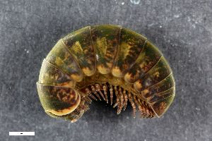  ( - ZFMK-TIS-2566288)  @11 [ ] CreativeCommons  Attribution Share-Alike (by-sa) 1590 (2016) Unspecified Zoologisches Forschungsmuseum Alexander Koenig