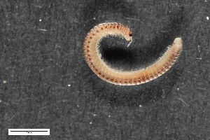  ( - ZFMK-TIS-6347)  @11 [ ] CreativeCommons  Attribution Share-Alike (by-sa) 1065 (2012) Unspecified Zoologisches Forschungsmuseum Alexander Koenig