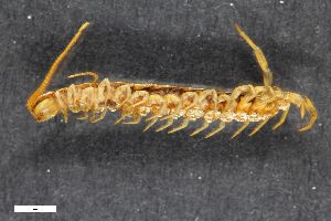  ( - ZFMK-TIS-6351)  @11 [ ] CreativeCommons  Attribution Share-Alike (by-sa) 1068 (2012) Unspecified Zoologisches Forschungsmuseum Alexander Koenig