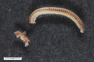  ( - ZFMK-TIS-6389)  @11 [ ] CreativeCommons  Attribution Share-Alike (by-sa) 1079 (2012) Unspecified Zoologisches Forschungsmuseum Alexander Koenig