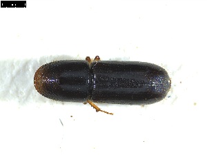  ( - 131497)  @11 [ ] CreativeCommons - Attribution Share-Alike (2025) Mignan Aurore INRAE, URZF