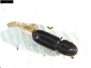  ( - 131498)  @11 [ ] CreativeCommons - Attribution Share-Alike (2025) Mignan Aurore INRAE, URZF