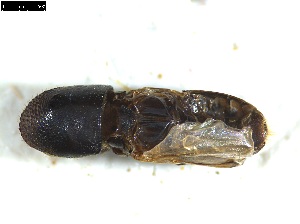  ( - 131499)  @11 [ ] CreativeCommons - Attribution Share-Alike (2025) Mignan Aurore INRAE, URZF