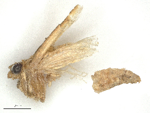  ( - CBG-B02553-C02)  @11 [ ] CreativeCommons - Attribution Share - Alike (2025) CBG Photography Group Centre for Biodiversity Genomics